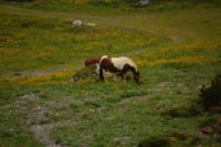 2015-07-03_Sonnjoch (443).JPG